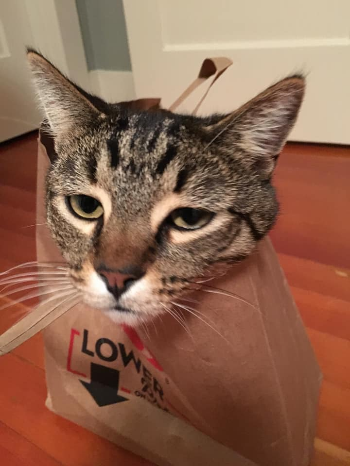 A cat with sleepy eyes inside a paper bag