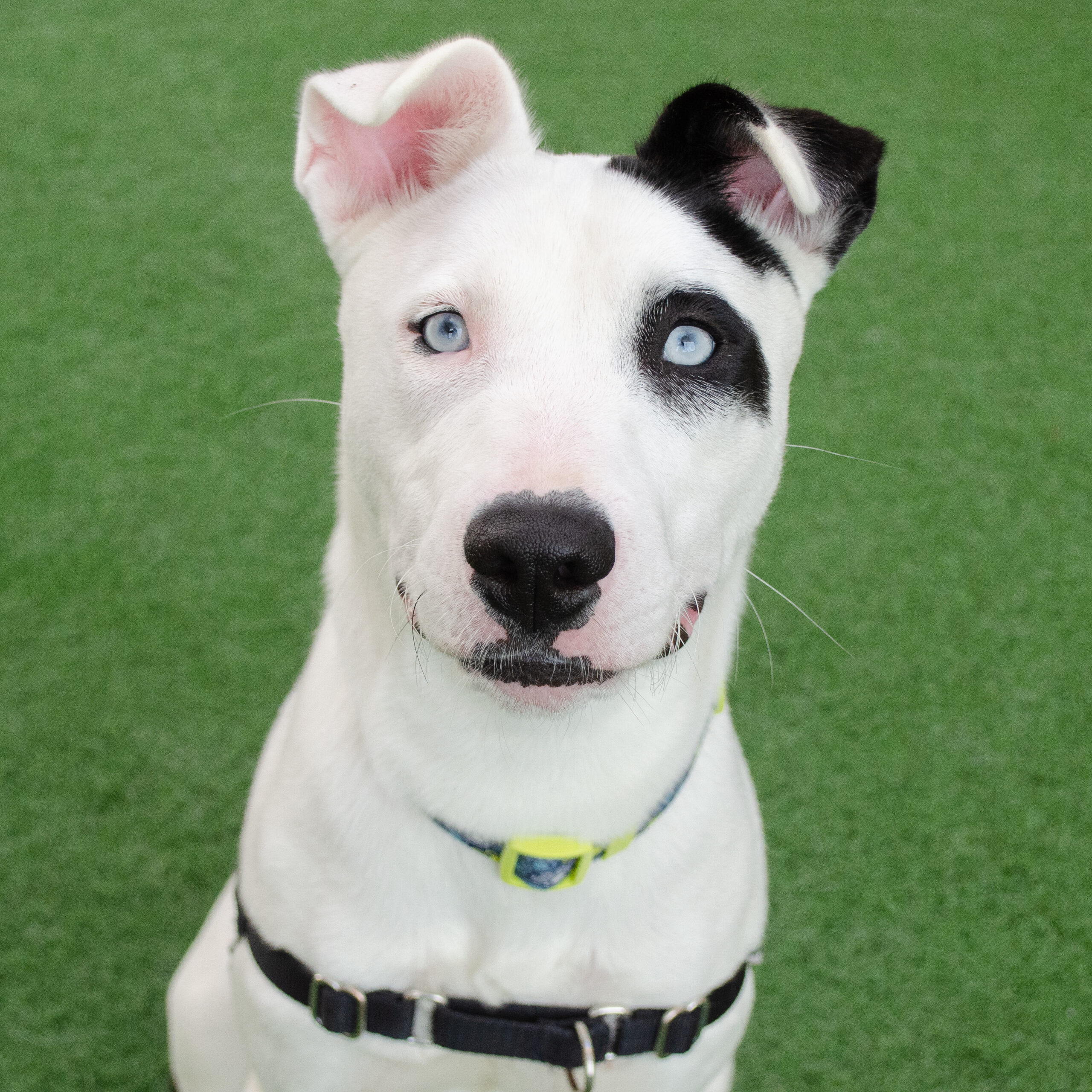 A white dog with black spots in his left eye and ear