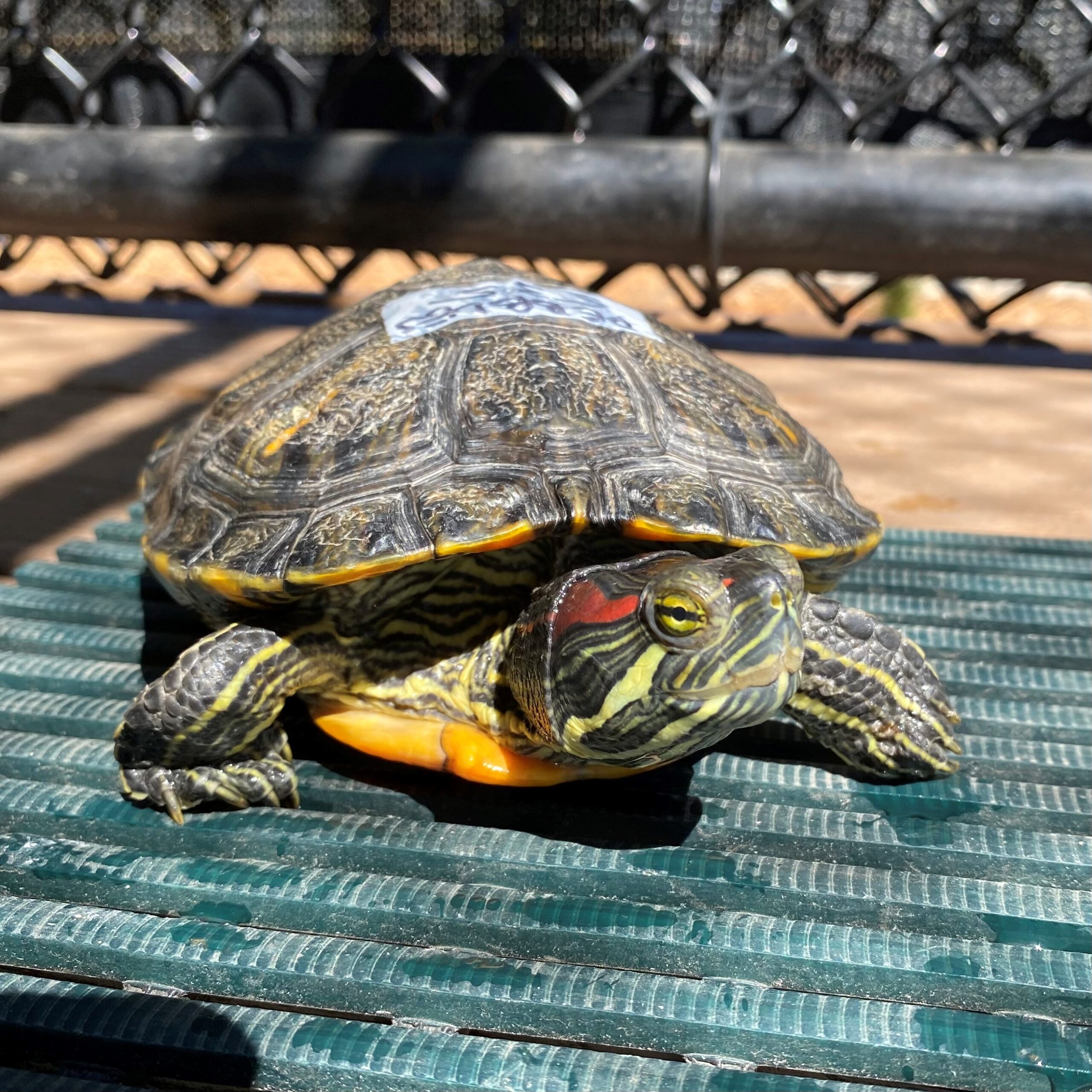 A red-eared slider